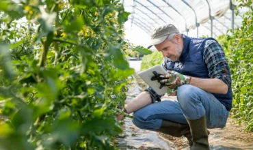 Farmer-assessing-quality.jpg Farmer-assessing-quality.jpg